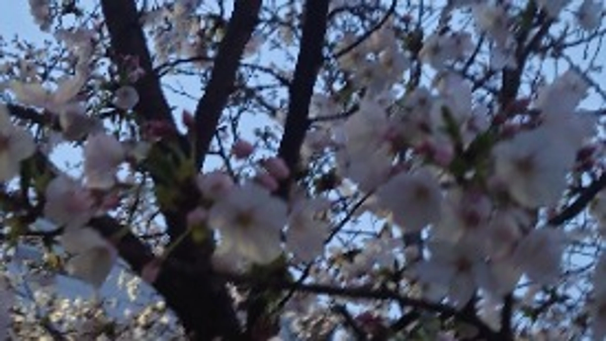 支援金の振込金額