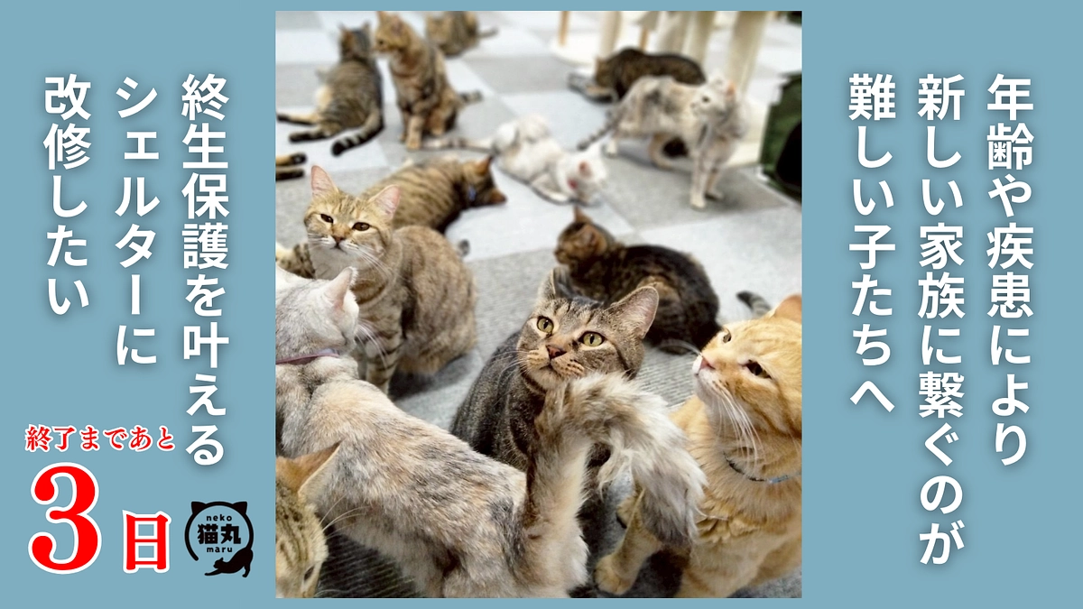 【残り3日】皆様からの温かい応援に、心から感謝申し上げます。