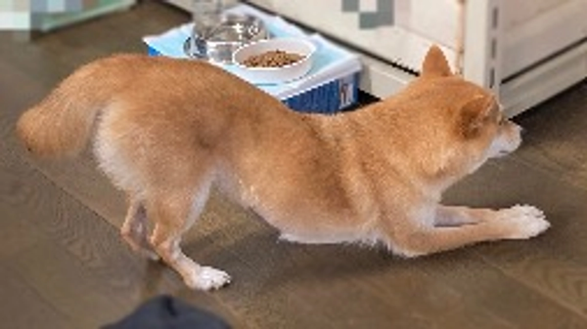 おなかイタイ痛いポーズ