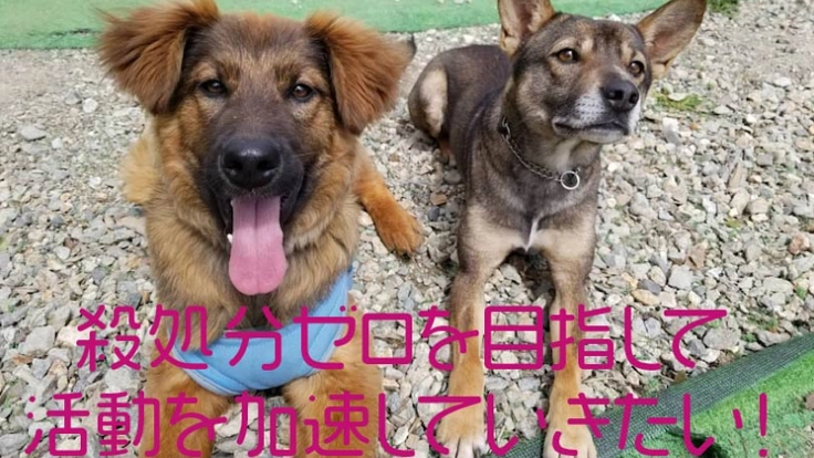 不景気の中でも活動継続し、殺処分ゼロ実現に向けて活動したい！