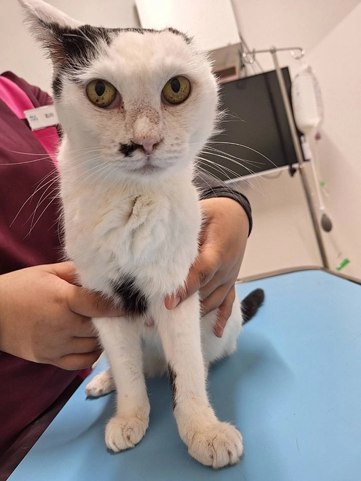 癌で片耳を切除したモハちゃん