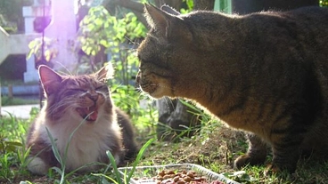 保護猫活動全体の継続の為、医療・衛生・飼育費のご支援を募ります！ のトップ画像