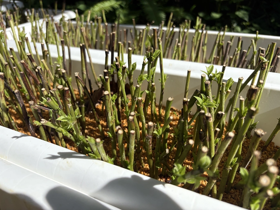 収穫とあわせて、来年の苗木づくりを進めています