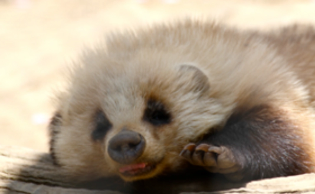 「ホントの夜の動物園」本気で応援コース