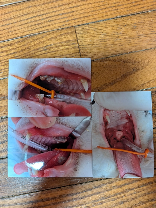 ピノちゃん💕　抜歯手術🦷