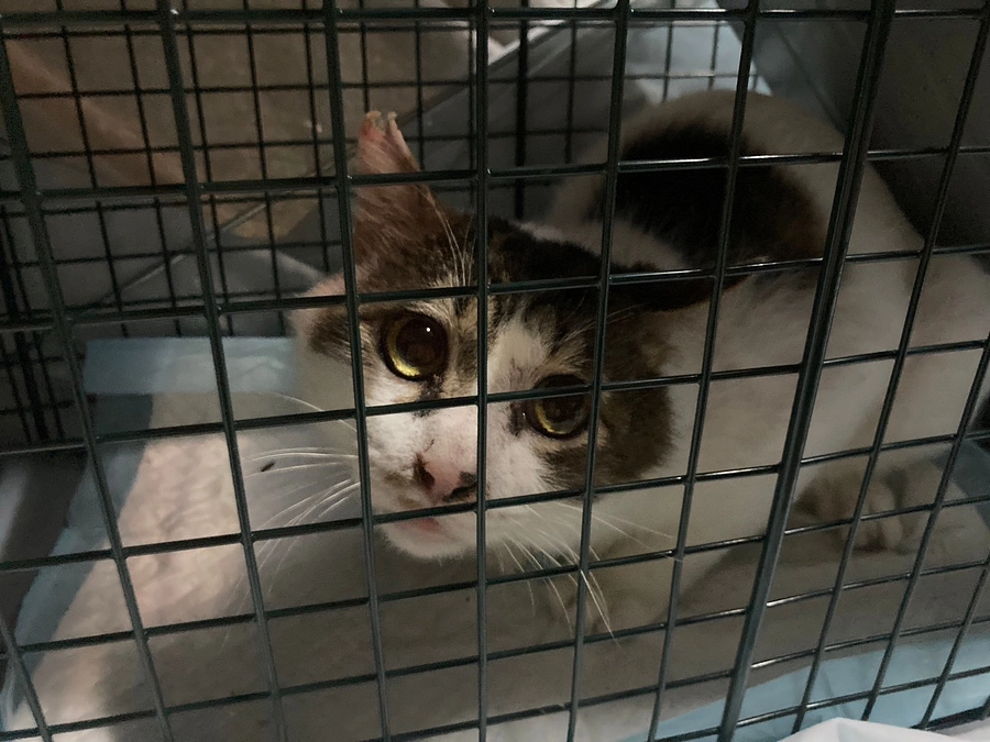 【活動報告】第5回の医療費支援で16頭の猫たちへ支援を行いました。