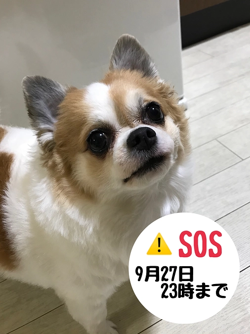 残り4日となりました。