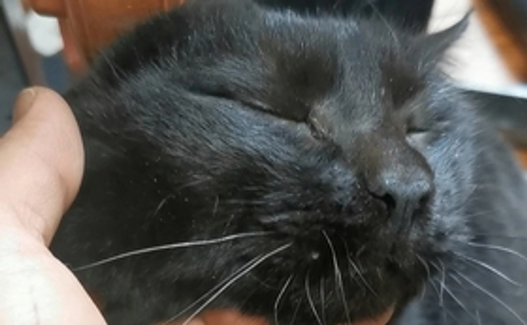 感謝の心を込めた心を込めたお礼のメール・写真1枚