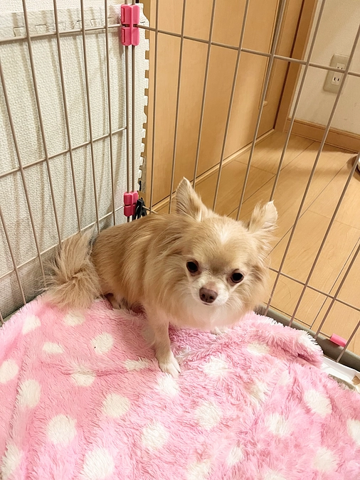 代理支援のお知らせ