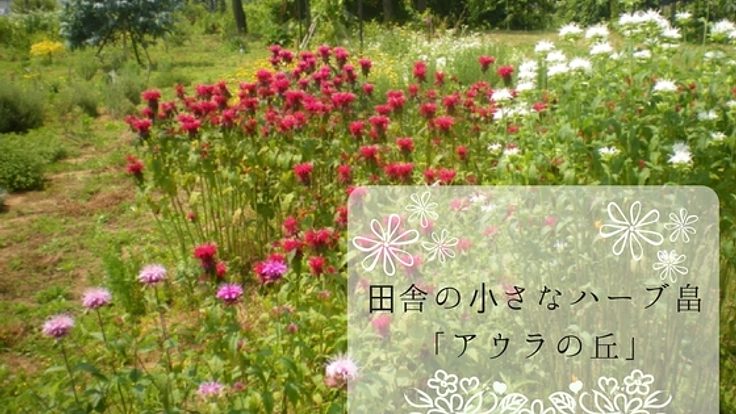 福井のハーブ畠「アウラの丘」からハーブの魅力を全国に届けたい