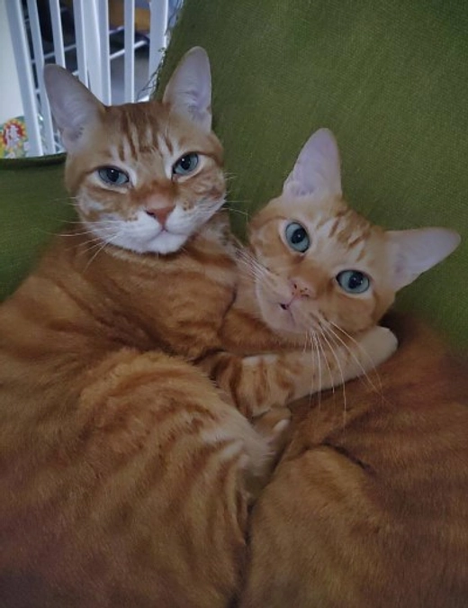 【応援メッセージ】藍原千恵様　里親