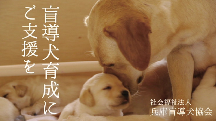 兵庫盲導犬協会|視覚障がい者のパートナー、盲導犬の育成費にご支援を 2枚目