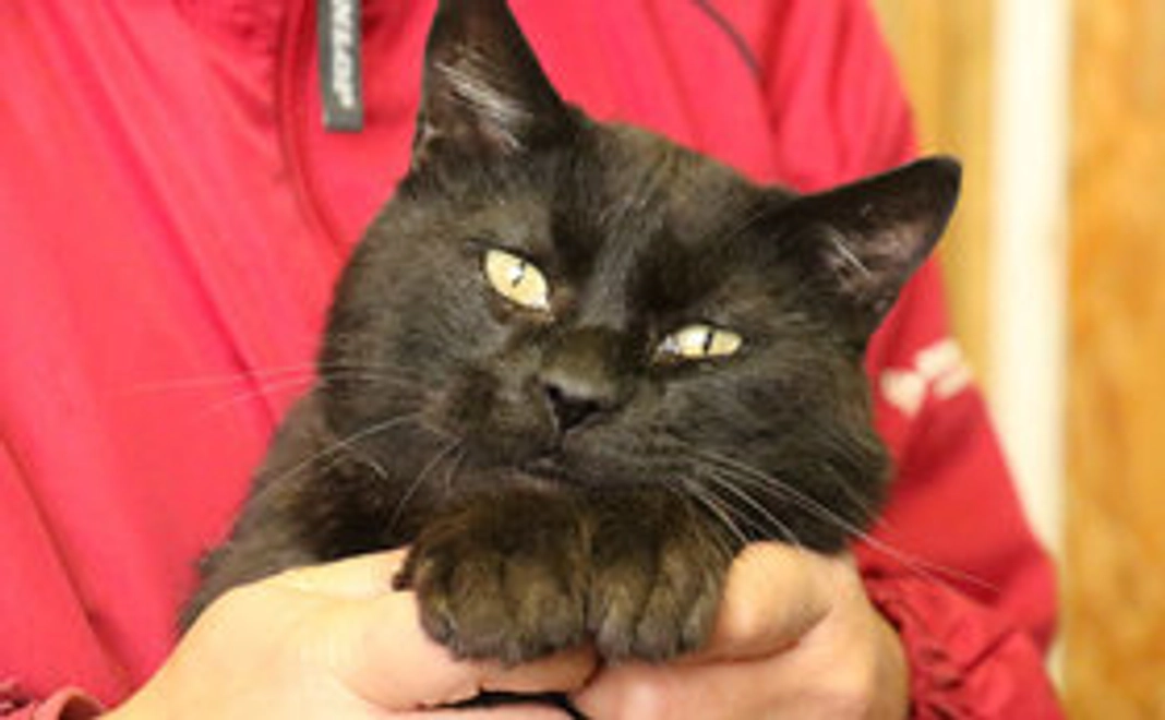 ご支援が全て猫舎建設資金に！