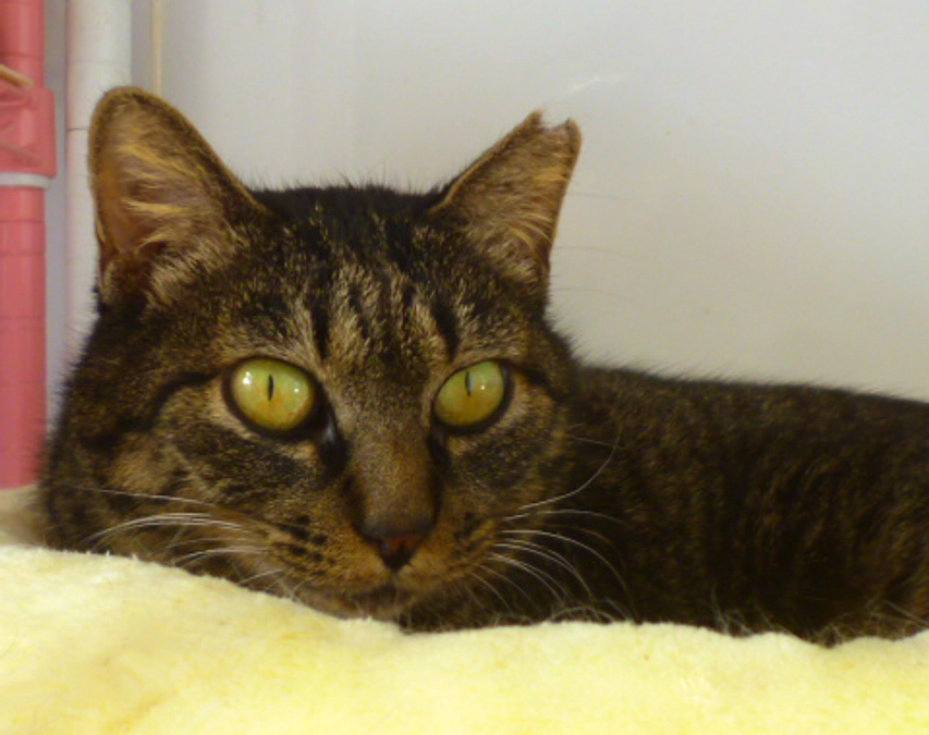 在籍猫紹介【キラリ子ちゃん】