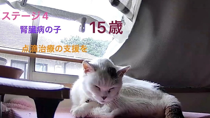 腎臓病ステージ4の保護猫を助けて下さい