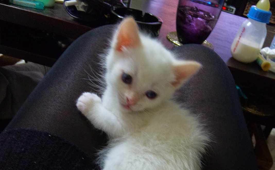 トノを応援500円B