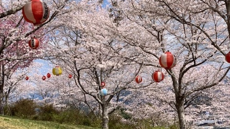 荒廃した石井里山公園で桜まつり復活プロジェクト