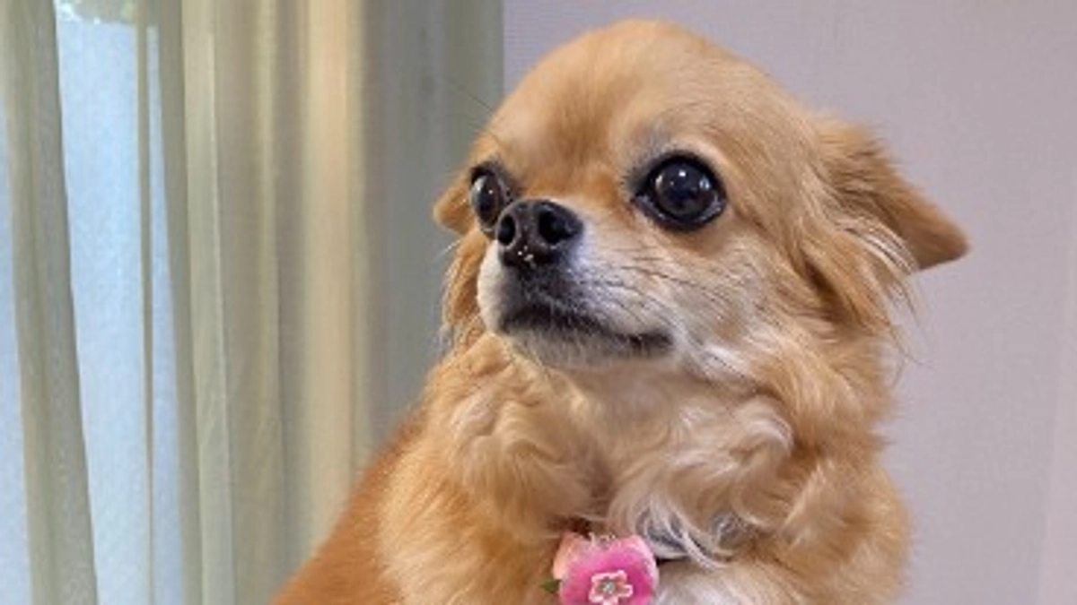 《公開日》プロジェクトが公開になりました