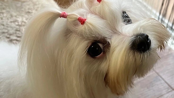 門脈体循環シャント・膀胱、尿管結石と戦うリリィを助けてください！