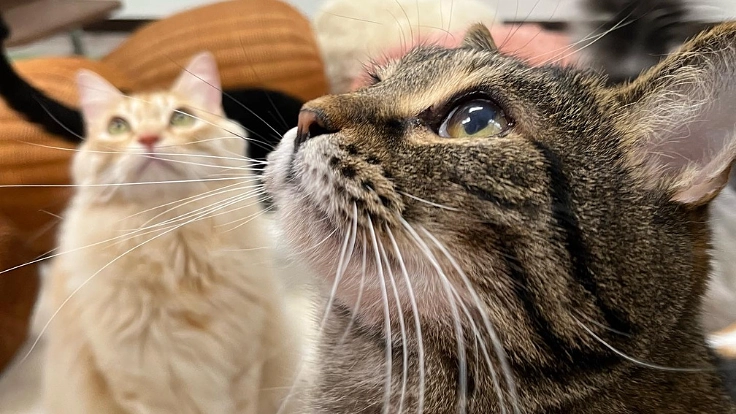 【第2弾】命を救い幸せな未来へ繋ぎ続ける。活動の基盤を維持したい