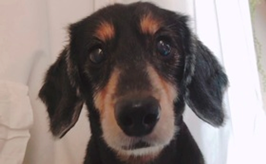 ビーデルくん支援1000