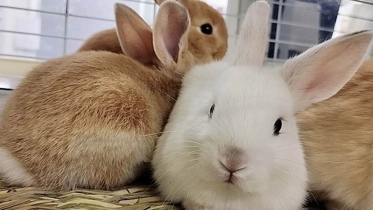 ペットショップよりも保護うさぎを選んでいただくために【継続支援】