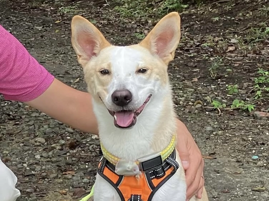 ボランティアの胸のうち　未来を描くMさん