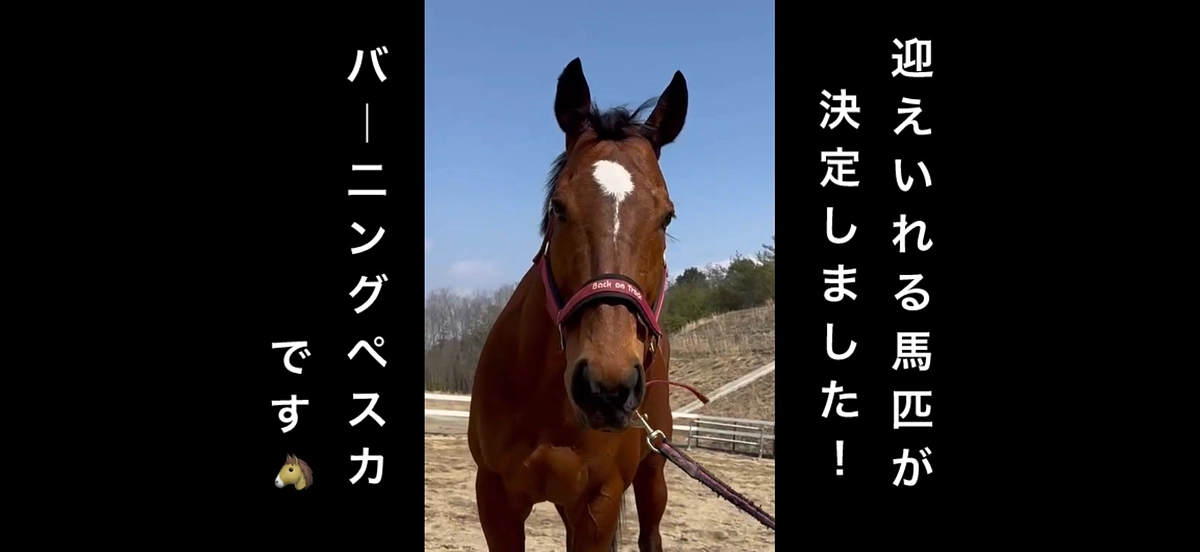 迎え入れる馬匹が決定しました！