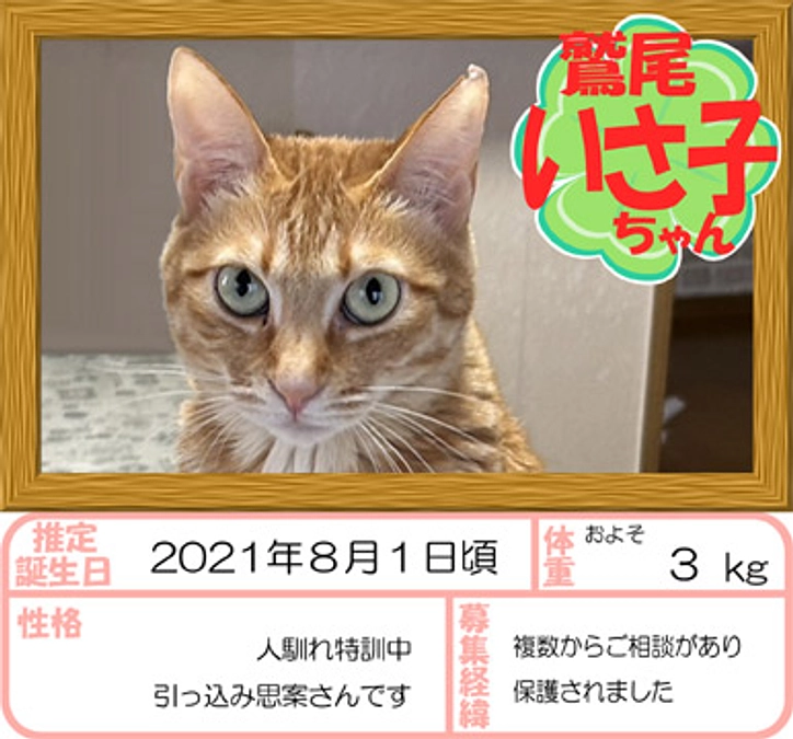 在籍猫紹介【いさ子ちゃん＆トオル君】