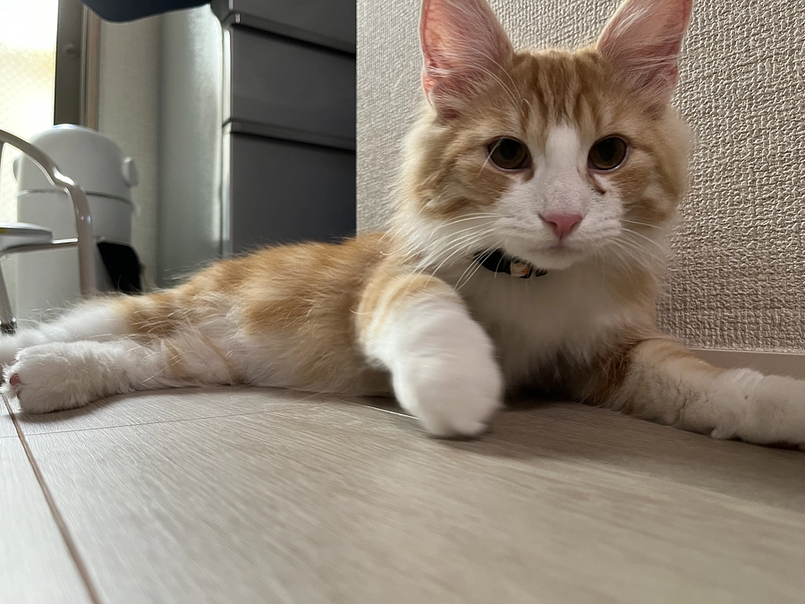 本日の琥珀くん！