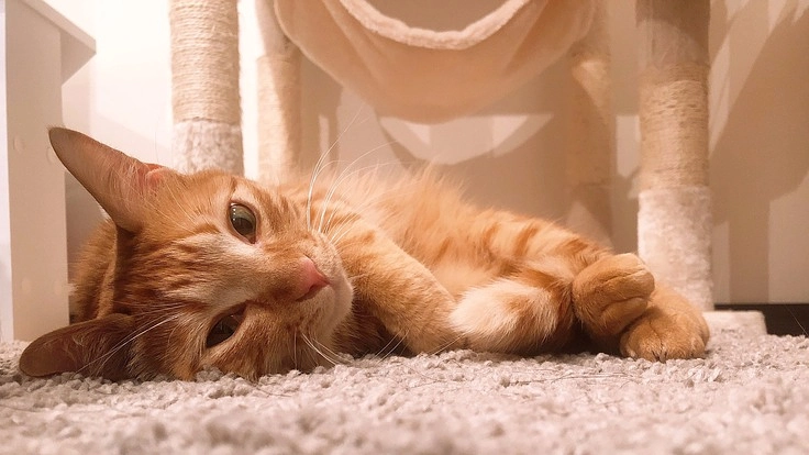 2歳の猫/肥大型心筋症/てんかん/肺水腫の治療を助けてください。