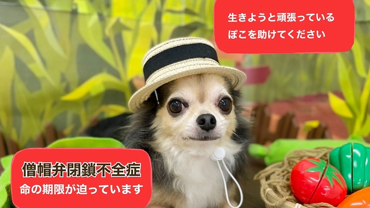 時間がありません、僧帽弁閉鎖不全症のぽこの命のご支援お願いします