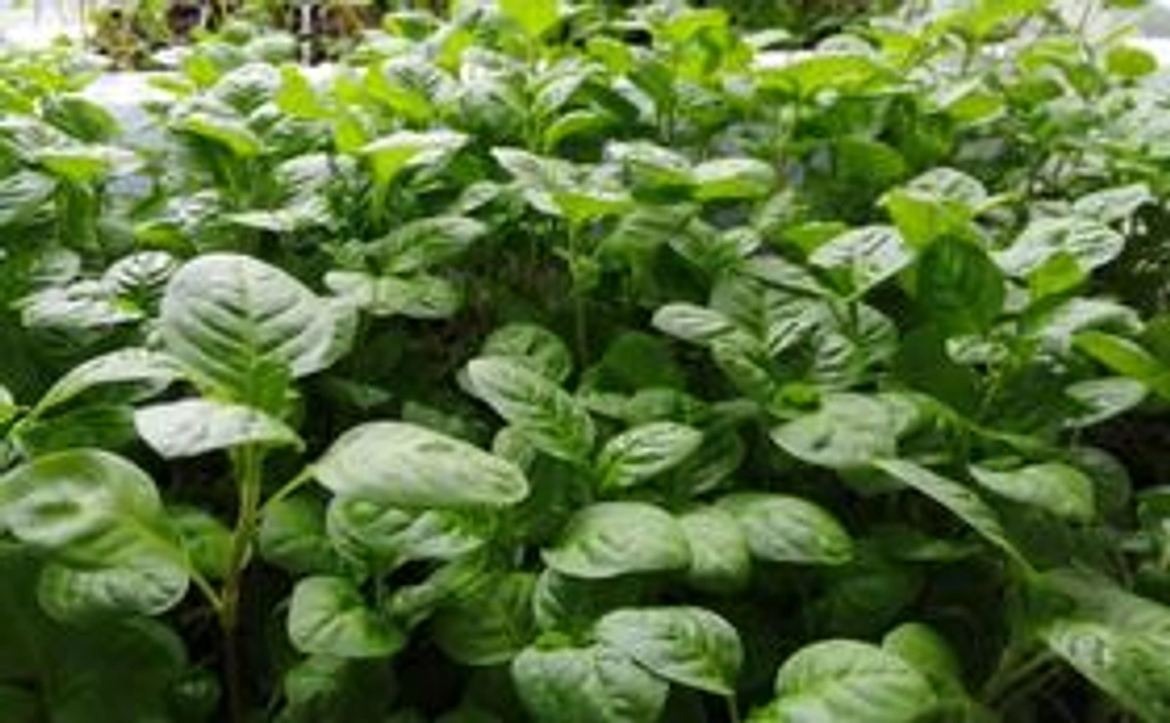 お気持ちコース