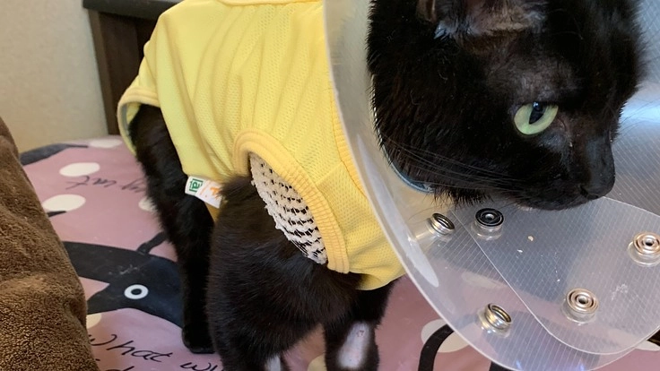 両側性水腎症を患っているゆあちゃんの命をお助けください