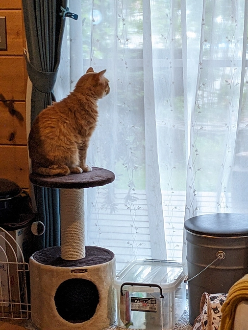 ダブリキャリア部屋から嬉しい知らせ♪