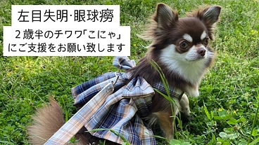 事故で左目を失明。眼球癆と戦う2歳半のチワワこにゃを助けて下さい のトップ画像