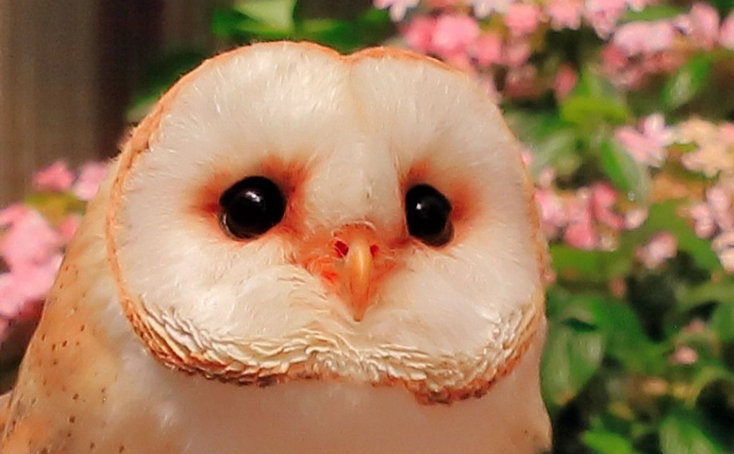 【NEW！1/10追加：アクリルスタンド】メンフクロウ「あんず」ちゃんのアクリルスタンドを1個お届け