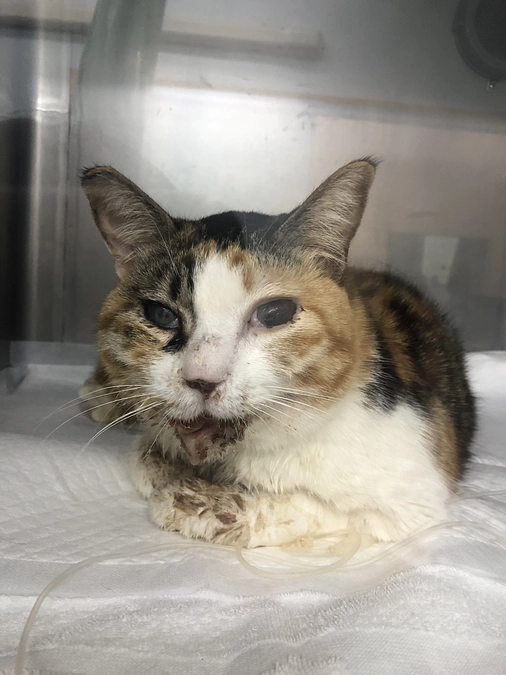 経過報告◆8日目　手術当日