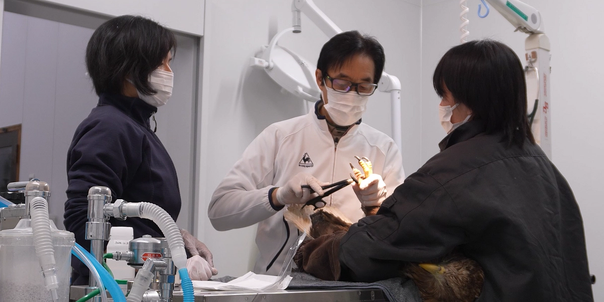 負傷したオジロワシの止血