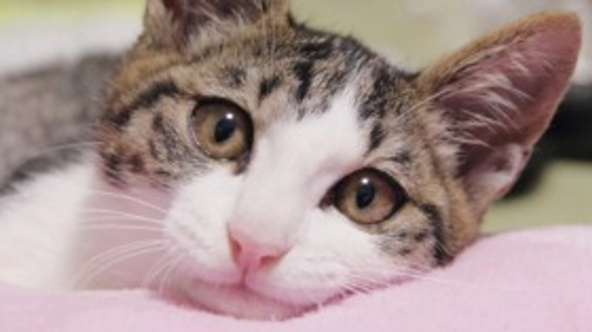 元保護猫「カケル」の記録1