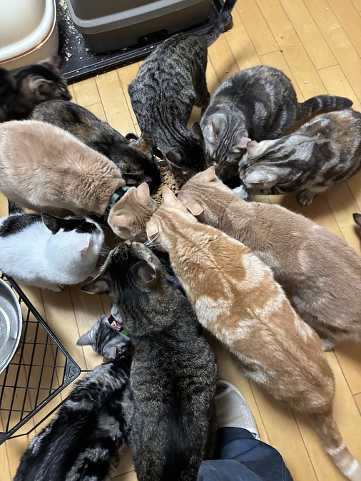 公開から20%に達しました