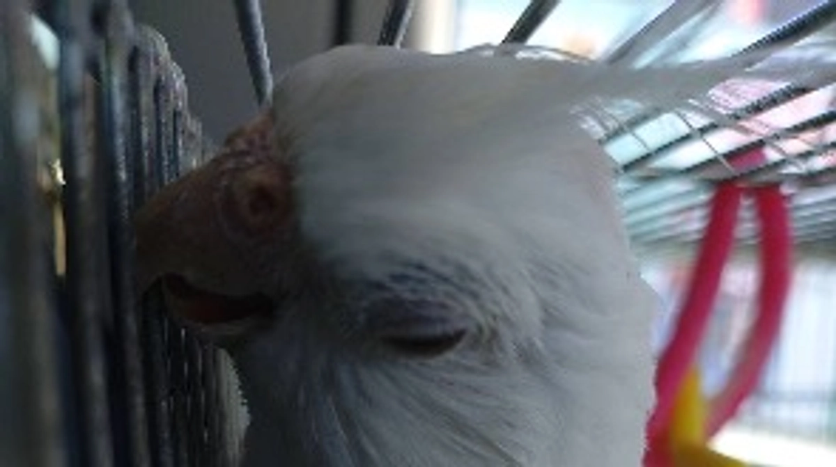 「5日間食事をあげなくても死ななかった」20年程一緒に暮らした小鳥に対し飼い主のショックな言葉に怒り