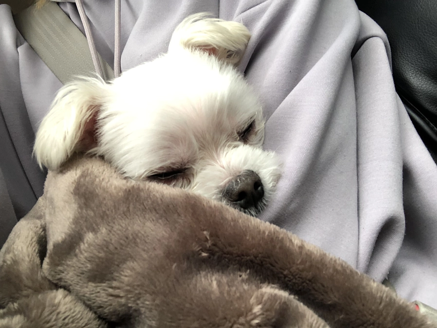 最近のパフ太(*^_^*)