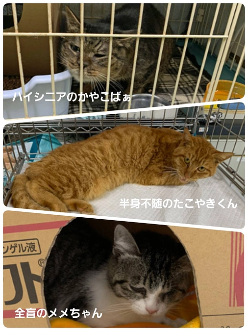 ハンディキャップと言う名の個性を持った3命が大阪に来てくれます。