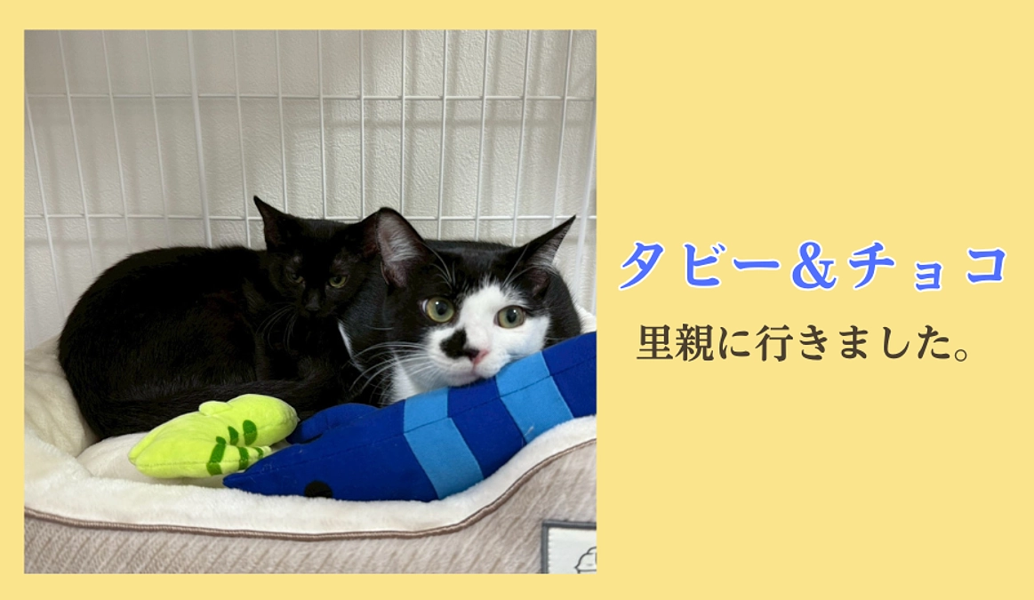 タビーとチョコに素敵なご縁がありました