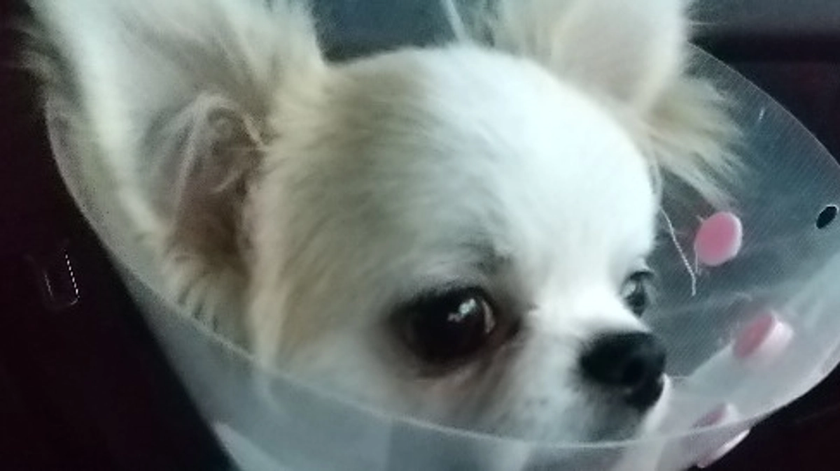 術後退院したときのマロンです。