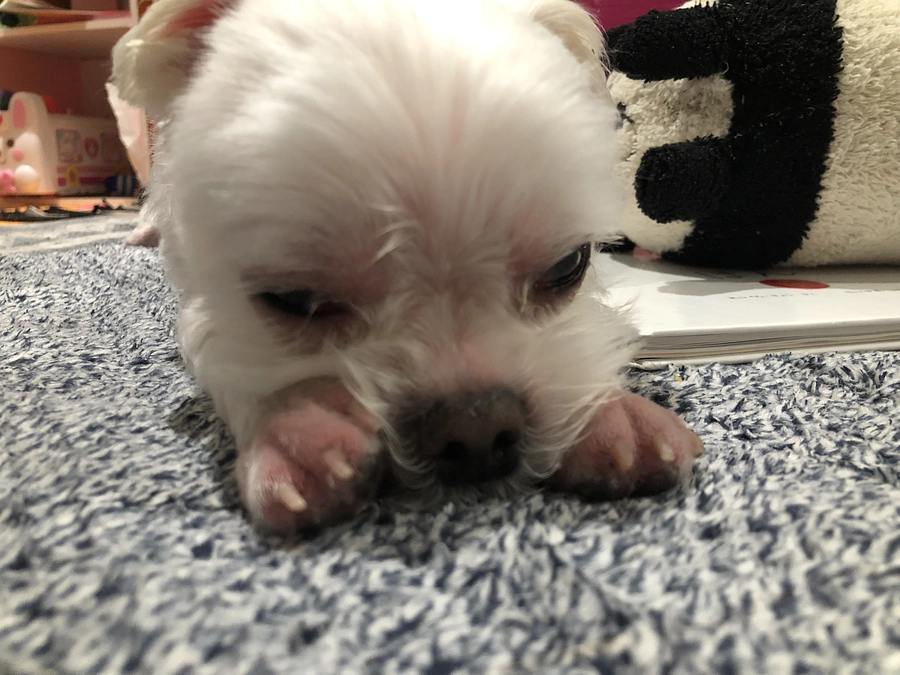 8/14のパフ太(*^_^*)