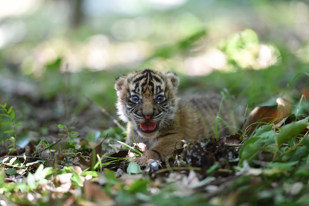 【リターン追加しました！】ズーラシアポストカードブックのご紹介