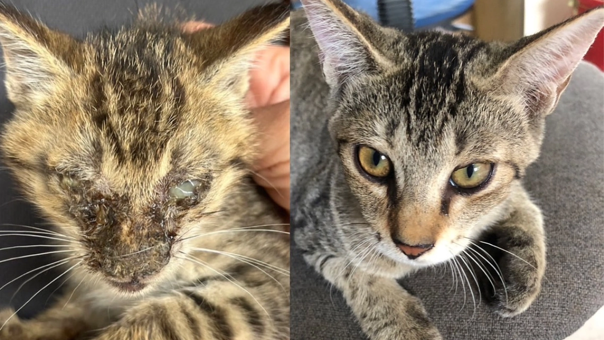 【あと7時間】目が見えない状態で医療にかけてもらえなかった子猫。理解と優しさで動物の未来が変わります