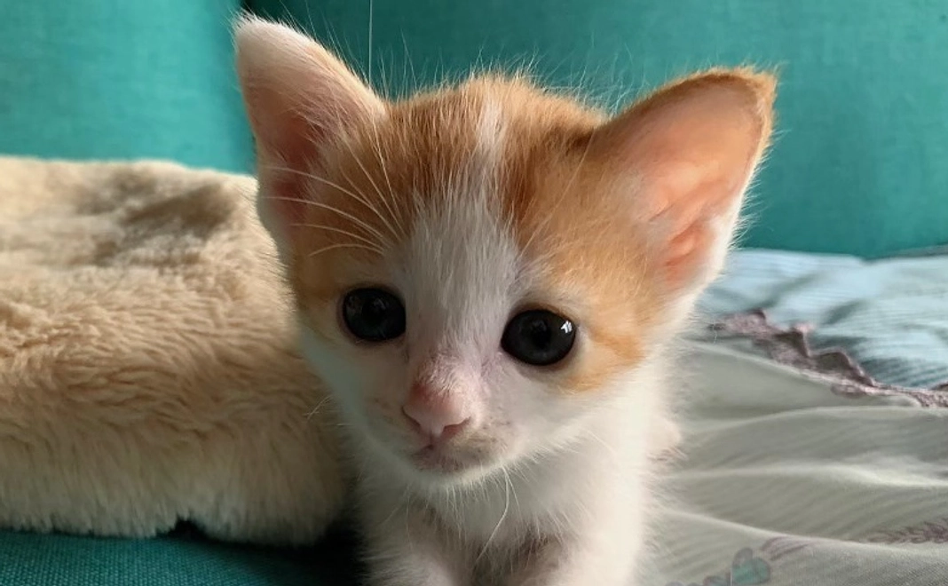 【リターン不要な方むけ】ととの森全力応援コース|3千円